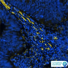 alpha-Smooth Muscle Actin Antibody (1A4/asm-1) - BSA Free