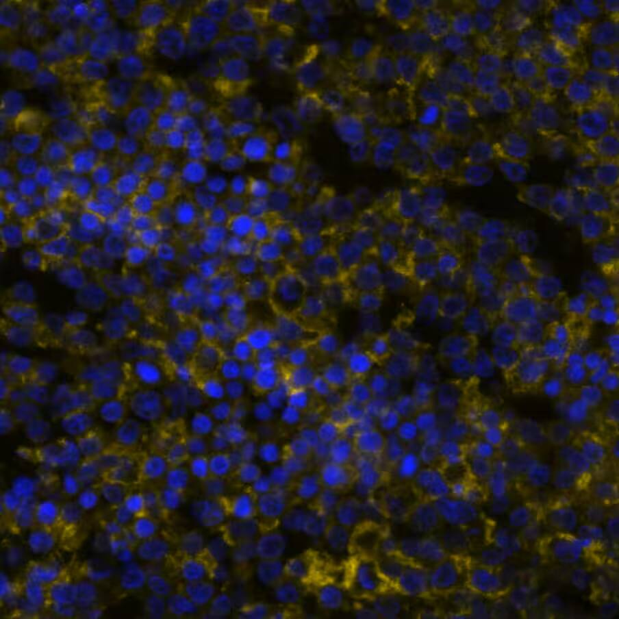 B7-1/CD80 Antibody (62N3G8) - Azide and BSA Free B7-1/CD80 Antibody (62N3G8) - BSA Free