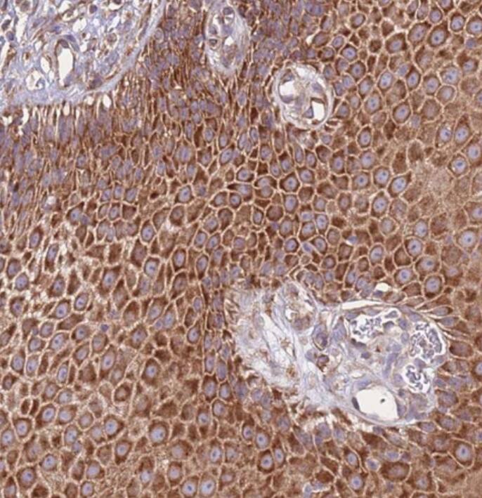 DDX19B Antibody - BSA Free