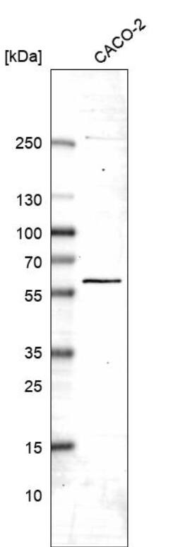 DDX19B Antibody - BSA Free