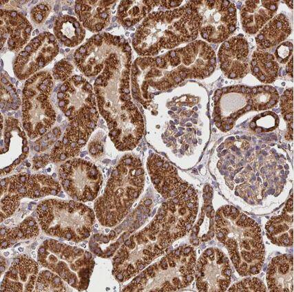 SLMO2 Antibody