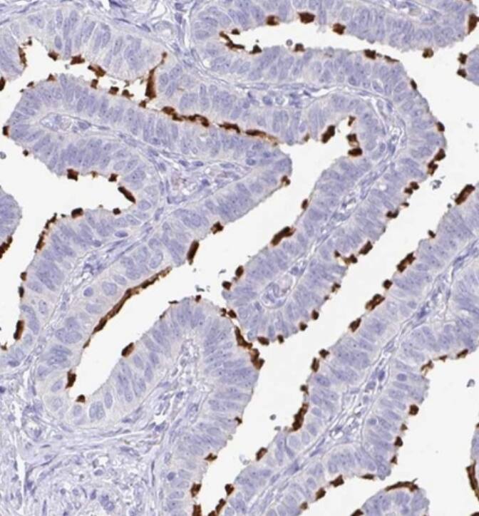 SLC44A4 Antibody - BSA Free