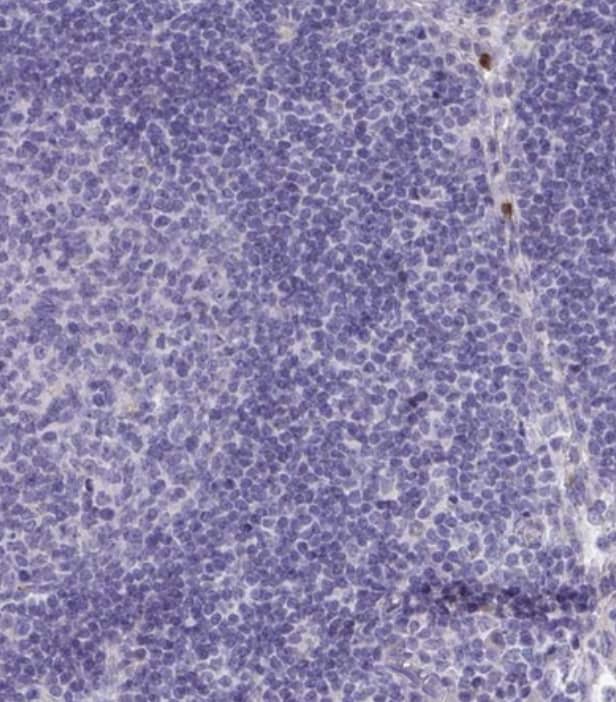 TAS2R38 Antibody - BSA Free