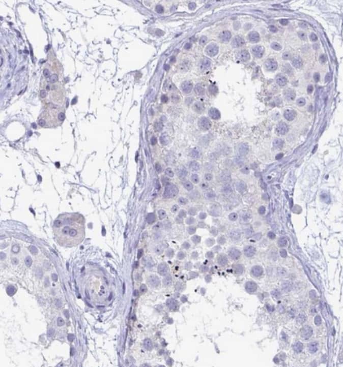TAS2R38 Antibody - BSA Free