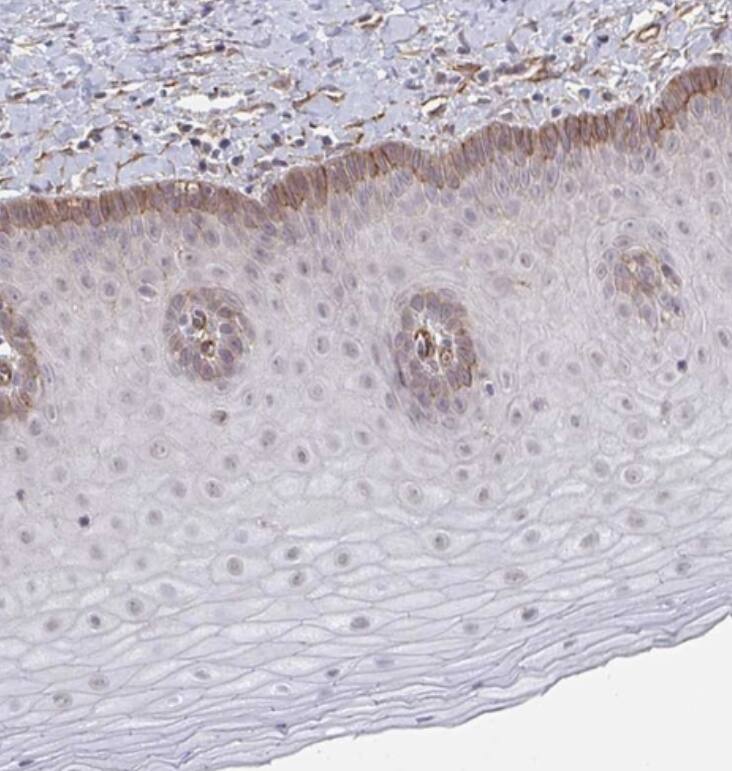 NEURL4 Antibody - BSA Free