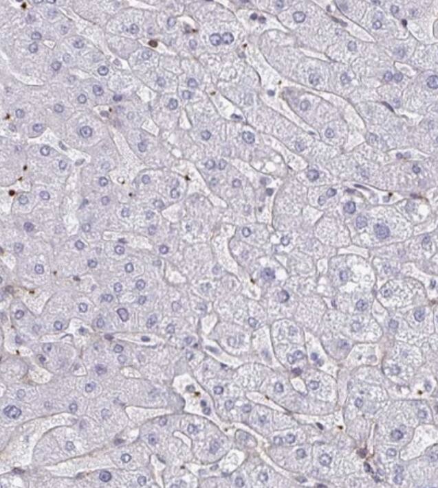 NEURL4 Antibody - BSA Free