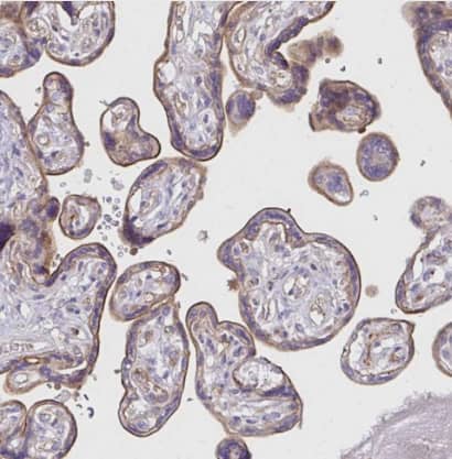 FGFR1 Antibody - BSA Free