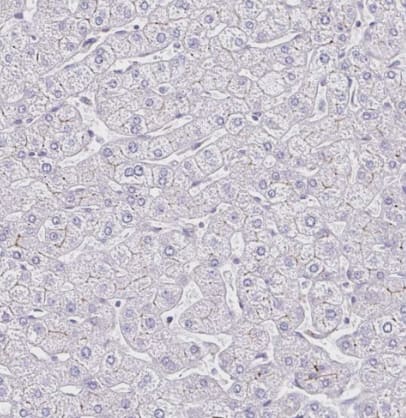 FGFR1 Antibody - BSA Free