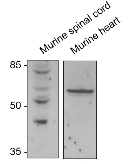 MSTO1 Antibody