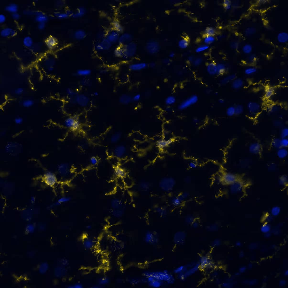 P2Y12/P2RY12 Antibody - BSA Free Detection of P2Y12/P2RY12 in human Brain Cortex via seqIF&trade; staining on COMET&trade;
