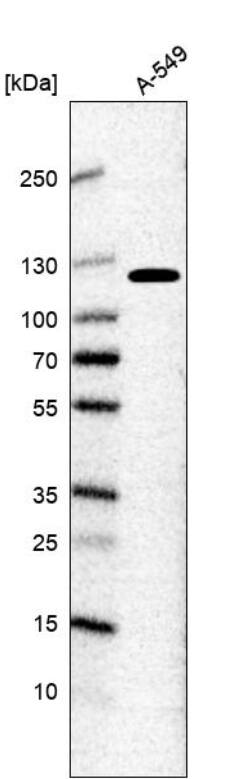 MORC4 Antibody - BSA Free
