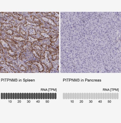 PITPNM3 Antibody