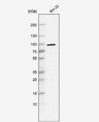 NCBP1 Antibody