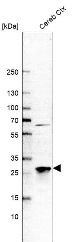 TPPP/p25 Antibody - BSA Free