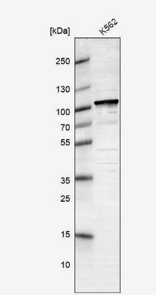 SAE2 Antibody
