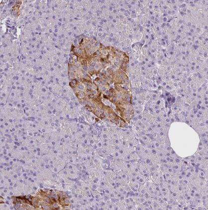 Peptidylglycine alpha-Amidating Monooxygenase/PAM Antibody