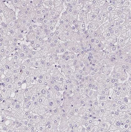 Peptidylglycine alpha-Amidating Monooxygenase/PAM Antibody