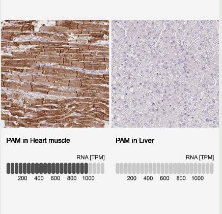 Peptidylglycine alpha-Amidating Monooxygenase/PAM Antibody