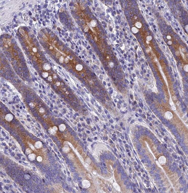 REEP4 Antibody - BSA Free