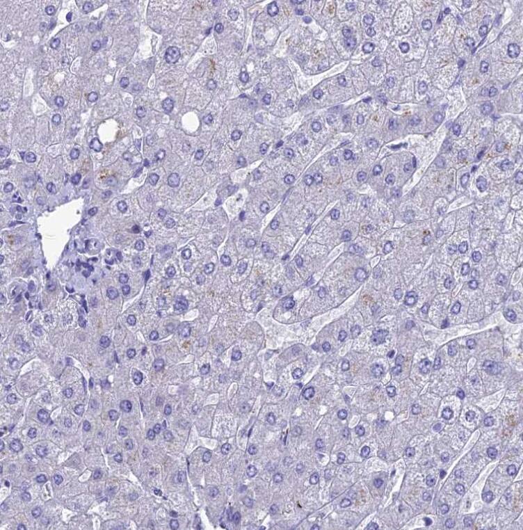 REEP4 Antibody - BSA Free