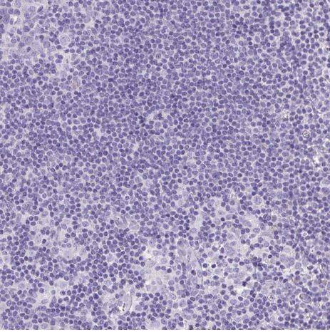 S100A7L2 Antibody
