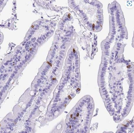 Bestrophin 4 Antibody