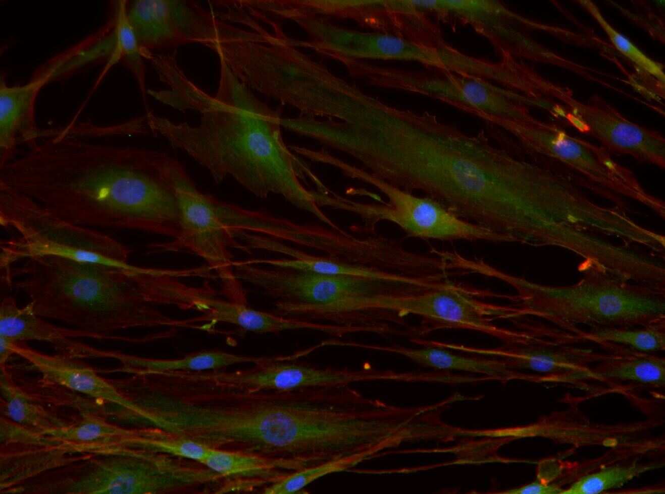 Integrin beta 1/CD29 Antibody (P4C10) - BSA Free