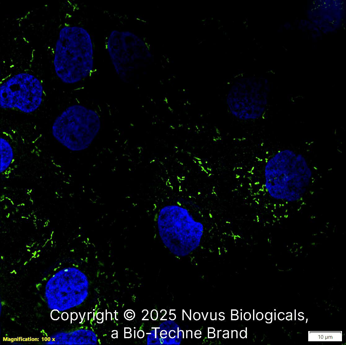 CS Citrate Synthase Antibody (CL2545) - BSA Free
