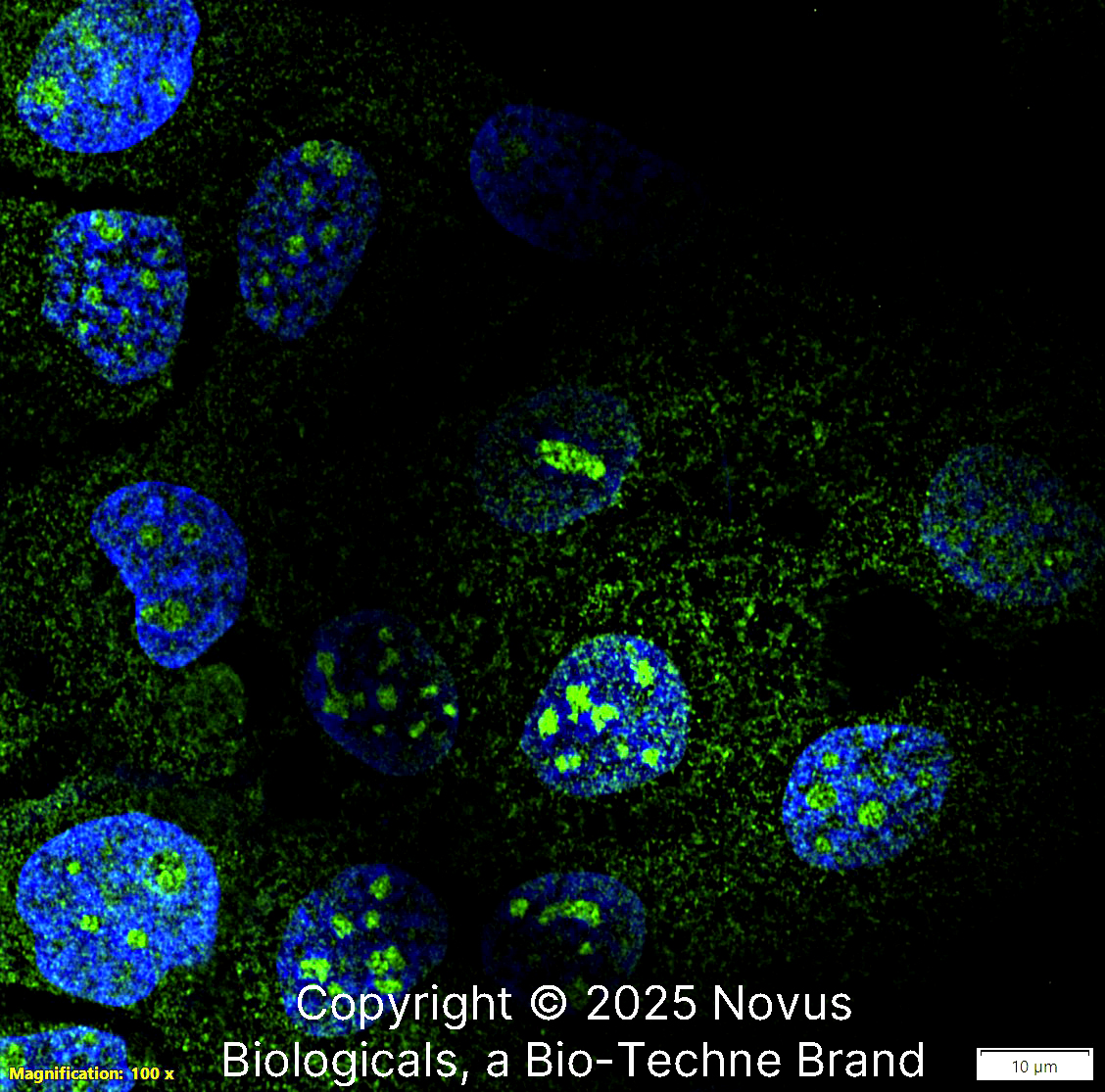 NOP56 Antibody (CL2603) - BSA Free