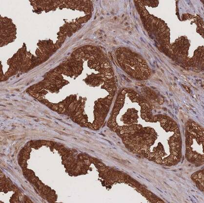 Endoglycan/PODXL2 Antibody