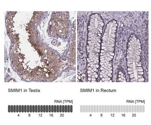 SMIM1 Antibody