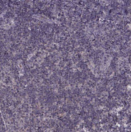 SMIM1 Antibody
