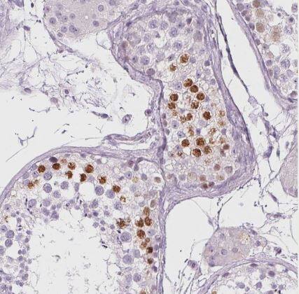 BEND2 Antibody