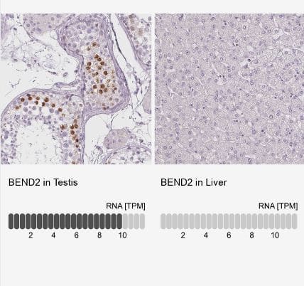 BEND2 Antibody