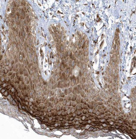 FAM98A Antibody FAM98A Antibody