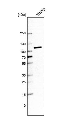 Golgin 97 Antibody