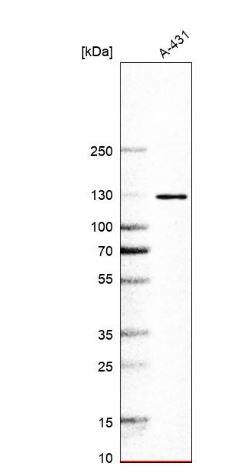 EIF3B Antibody