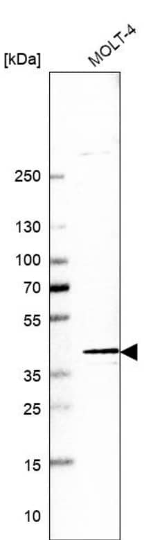 DNA Polymerase beta Antibody - BSA Free