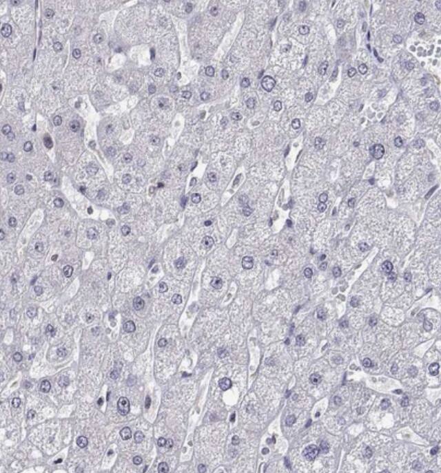 NHP2 Antibody - BSA Free