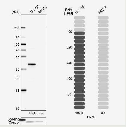 Acidic Calponin Antibody