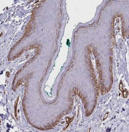 Adiponectin/Acrp30 Antibody - BSA Free