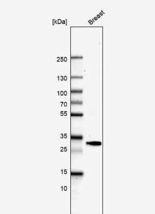 Adiponectin/Acrp30 Antibody - BSA Free
