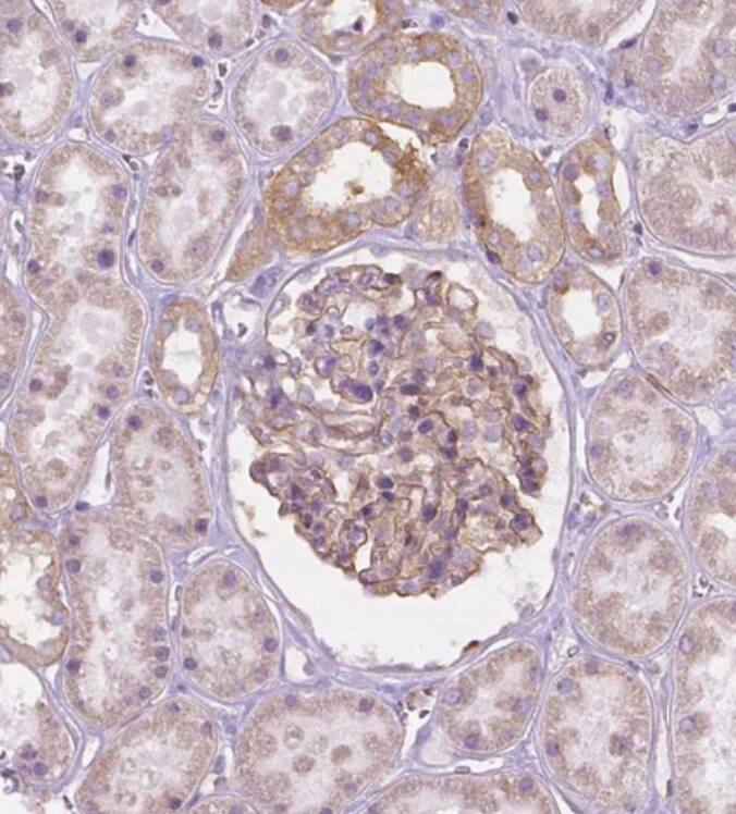 NOS1AP Antibody - BSA Free