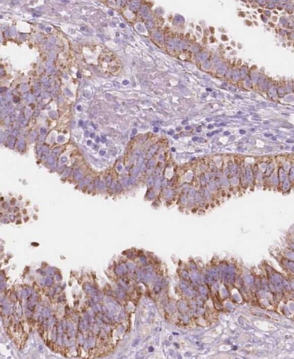 NOS1AP Antibody - BSA Free