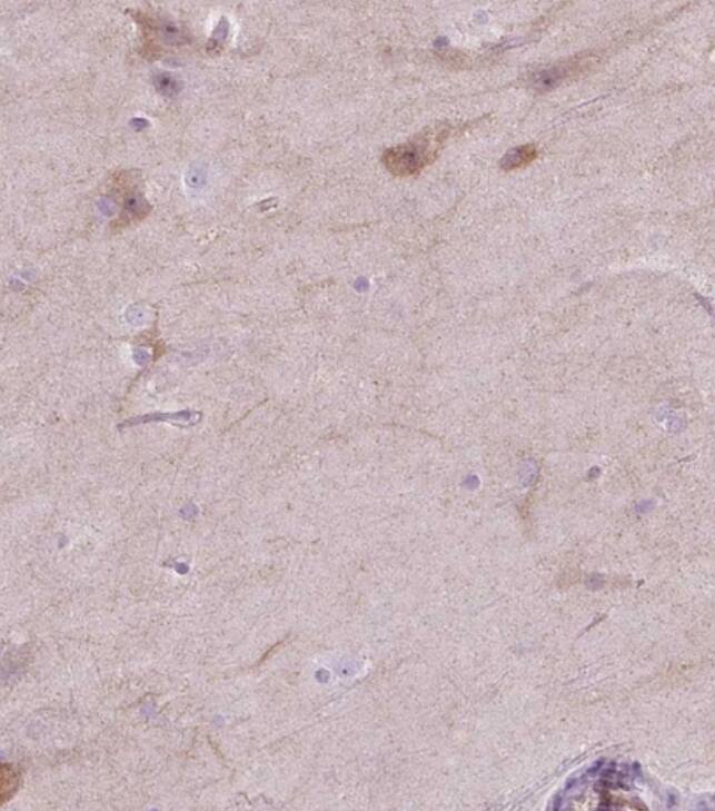 NOS1AP Antibody - BSA Free