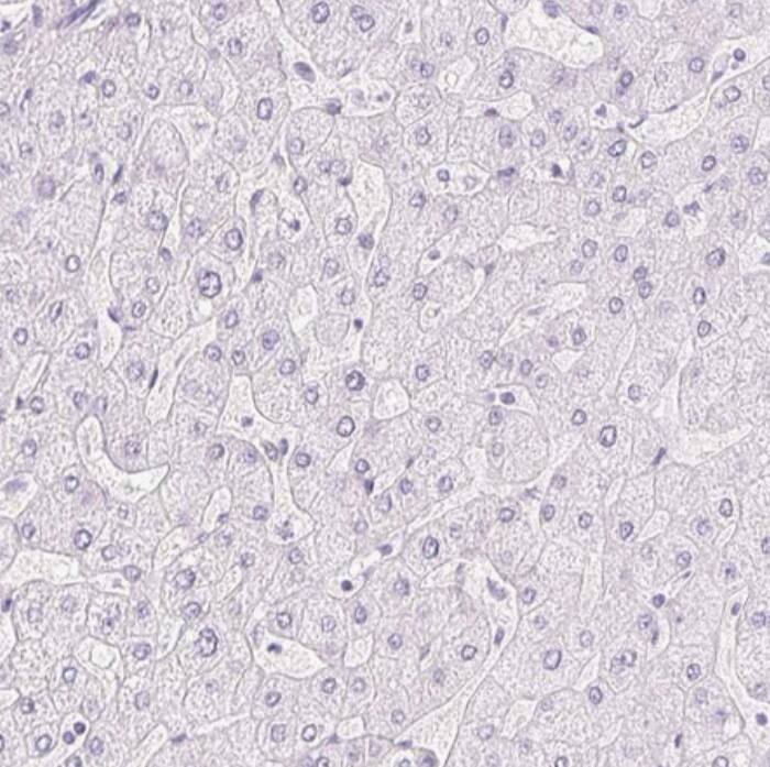 Claudin-16 Antibody - BSA Free