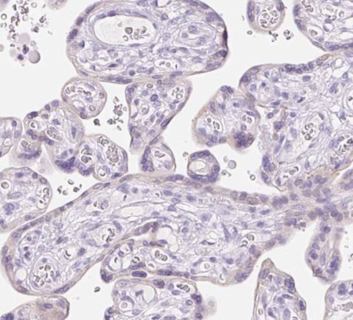 Claudin-16 Antibody - BSA Free