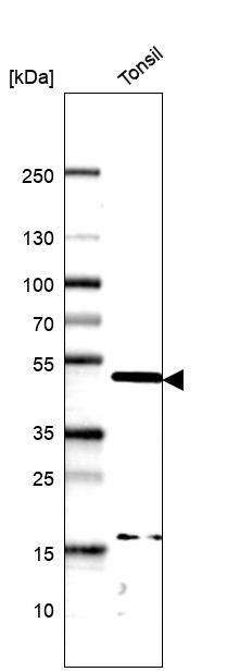 Pax5/BSAP Antibody Western Blot: Pax5/BSAP Antibody [NBP2-38790]