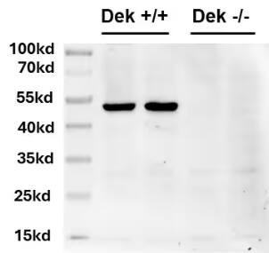 DEK Antibody