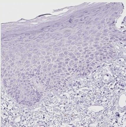 Pancreatic Lipase Antibody - BSA Free